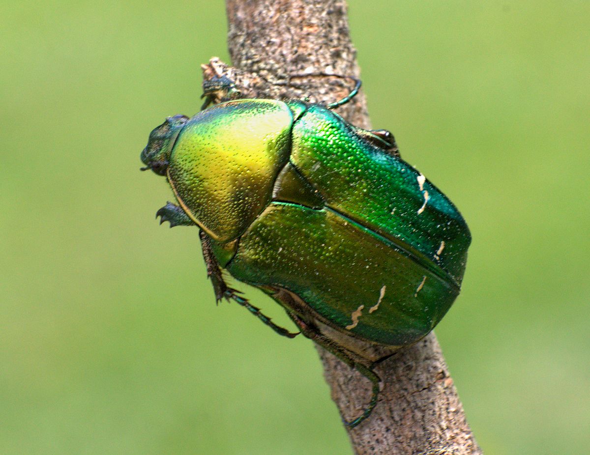 Cetonia aurata